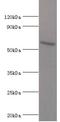 Autophagy Related 16 Like 1 antibody, LS-C377851, Lifespan Biosciences, Western Blot image 