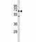 Selectin E antibody, F46199-0.4ML, NSJ Bioreagents, Western Blot image 