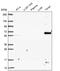 Phosphoglucomutase 5 antibody, NBP2-62654, Novus Biologicals, Western Blot image 