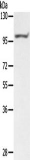 PTPN22 antibody, TA350310, Origene, Western Blot image 