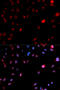 Cyclin Dependent Kinase 1 antibody, STJ22059, St John