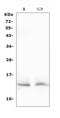 H2A Histone Family Member X antibody, A00241-1, Boster Biological Technology, Western Blot image 