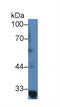 TNF Receptor Associated Factor 1 antibody, MBS2026113, MyBioSource, Western Blot image 