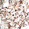 Histone Cluster 4 H4 antibody, LS-C359021, Lifespan Biosciences, Immunohistochemistry frozen image 