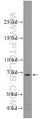 Spalt Like Transcription Factor 4 antibody, 24500-1-AP, Proteintech Group, Western Blot image 