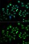 Flotillin 2 antibody, GTX33201, GeneTex, Immunofluorescence image 