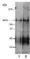 NPC1 Like Intracellular Cholesterol Transporter 1 antibody, NB400-128, Novus Biologicals, Western Blot image 