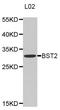 Bone Marrow Stromal Cell Antigen 2 antibody, abx001564, Abbexa, Western Blot image 