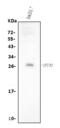 IFI30 Lysosomal Thiol Reductase antibody, A05754-2, Boster Biological Technology, Western Blot image 