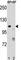 Poly(ADP-Ribose) Polymerase 1 antibody, F47592-0.4ML, NSJ Bioreagents, Western Blot image 