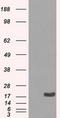 Crystallin Alpha B antibody, LS-C784365, Lifespan Biosciences, Western Blot image 