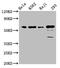 Cell Division Cycle 25C antibody, CSB-RA004996A0HU, Cusabio, Western Blot image 