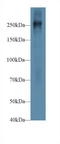Fibronectin 1 antibody, LS-C300963, Lifespan Biosciences, Western Blot image 