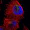 Cullin 5 antibody, NBP1-86868, Novus Biologicals, Immunofluorescence image 