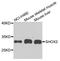 SHOX2 antibody, A8309, ABclonal Technology, Western Blot image 