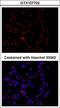 Golgi Membrane Protein 1 antibody, LS-C185897, Lifespan Biosciences, Immunocytochemistry image 