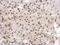 General Transcription Factor IIA Subunit 1 antibody, PA5-30934, Invitrogen Antibodies, Immunohistochemistry frozen image 