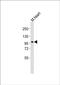 Autophagy Related 9A antibody, PA5-49437, Invitrogen Antibodies, Western Blot image 