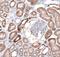 Empty Spiracles Homeobox 1 antibody, NBP1-86500, Novus Biologicals, Immunohistochemistry frozen image 