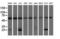 Proteasome Subunit Beta 9 antibody, LS-C173794, Lifespan Biosciences, Western Blot image 