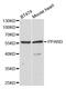 Peroxisome Proliferator Activated Receptor Delta antibody, MBS2517163, MyBioSource, Western Blot image 