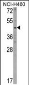 Kynureninase antibody, PA5-72465, Invitrogen Antibodies, Western Blot image 