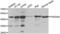 PARD6A antibody, abx002209, Abbexa, Western Blot image 