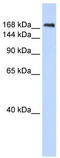 Neurexin IV antibody, TA338227, Origene, Western Blot image 