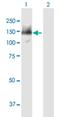 hHEL1 antibody, H00056916-B01P, Novus Biologicals, Western Blot image 
