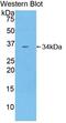 Contactin Associated Protein 1 antibody, MBS2013843, MyBioSource, Western Blot image 