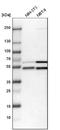 WD Repeat Domain, Phosphoinositide Interacting 2 antibody, NBP1-88879, Novus Biologicals, Western Blot image 