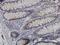 Necdin, MAGE Family Member antibody, H00004692-M02, Novus Biologicals, Immunohistochemistry frozen image 