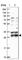 HAUS Augmin Like Complex Subunit 1 antibody, HPA040652, Atlas Antibodies, Western Blot image 