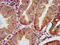 Gap Junction Protein Delta 2 antibody, CSB-PA891536LA01HU, Cusabio, Immunohistochemistry frozen image 