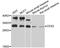 Caudal Type Homeobox 2 antibody, LS-C746758, Lifespan Biosciences, Western Blot image 