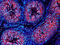 V-Set And Immunoglobulin Domain Containing 1 antibody, AF4818, R&D Systems, Immunohistochemistry frozen image 