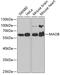 Monoamine Oxidase B antibody, 16-178, ProSci, Western Blot image 