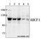 ATP-binding cassette sub-family F member 1 antibody, A05358, Boster Biological Technology, Western Blot image 