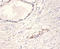 Neurotrophin 4 antibody, LS-C285696, Lifespan Biosciences, Immunohistochemistry paraffin image 