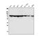 Poly(A)-Specific Ribonuclease antibody, M01501, Boster Biological Technology, Western Blot image 