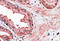 Cyclin D1 Binding Protein 1 antibody, MBS421418, MyBioSource, Immunohistochemistry frozen image 