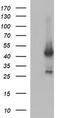 Mitogen-Activated Protein Kinase 13 antibody, TA505804, Origene, Western Blot image 