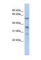 Solute Carrier Family 38 Member 2 antibody, ab90677, Abcam, Western Blot image 