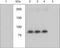 Ribosomal Protein S6 Kinase A1 antibody, 44-924G, Invitrogen Antibodies, Western Blot image 