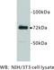 Prostaglandin-Endoperoxide Synthase 1 antibody, MBS355181, MyBioSource, Western Blot image 