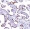 Aryl Hydrocarbon Receptor antibody, A00225-2, Boster Biological Technology, Immunohistochemistry frozen image 