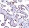 Aryl Hydrocarbon Receptor antibody, A00225-2, Boster Biological Technology, Immunohistochemistry frozen image 