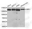 Next to BRCA1 gene 1 protein antibody, A3949, ABclonal Technology, Western Blot image 