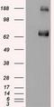 GATA Binding Protein 6 antibody, GTX84459, GeneTex, Western Blot image 