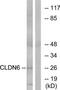 Claudin 6 antibody, TA311706, Origene, Western Blot image 